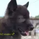. Снимка на ВЪЛК хибрид с куче ЛАЙКА за лов Вълкашини 75 ДИВ ВЪЛК