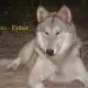 . Снимка на ВЪЛК хибрид с куче ЛАЙКА за лов Вълкашини 75 ДИВ ВЪЛК