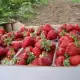 . Снимка на Продавам расат ягоди от истински производител