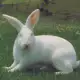 . Снимка на продавам зайци - калифорнийски, новозелански