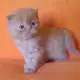 . Снимка на Персийски котенца.