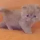 . Снимка на Персийски котенца.