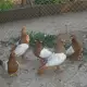 . Снимка на гълъби бирмани и сатинети