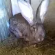 . Снимка на Елитни зайци от порода белгийски великан.