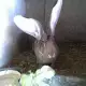 . Снимка на Елитни зайци от порода белгийски великан.