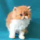. Снимка на Продавам елитно персийско коте
