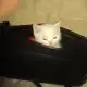 . Снимка на Чистокръвни бели британски късокосмести котета