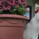 . Снимка на Чистокръвни бели британски късокосмести котета