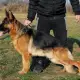 . Снимка на Развъдник за Немски овчарски кучета VON DARON