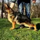 . Снимка на Развъдник за Немски овчарски кучета VON DARON