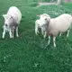 . Снимка на Prodavam ovce