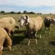 . Снимка на Prodavam ovce
