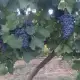 . Снимка на Продавам червено винено грозде сорт Гъмза и Сторгозия
