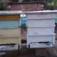 . Снимка на Пчелни семейства