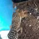. Снимка на Продавам леопардов гекон