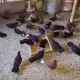 . Снимка на Паламарски гълъби