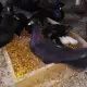 . Снимка на Паламарски гълъби