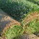 . Снимка на Тревен чим за слънце от ТОТЕХ