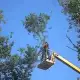 . Снимка на Рязане и кастрене на дървета, косене и почистване на терени.