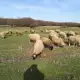 . Снимка на Продавам 90 овце на цена от 170 лева