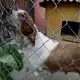 . Снимка на Сръбско трицветно гонче и Посавско гонче - кученца
