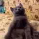 . Снимка на Руски сини котета