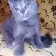 . Снимка на Руски сини котета