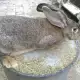 . Снимка на Продавам зайци Белгийски великан