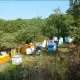. Снимка на Продавам кестенов пчелен мед