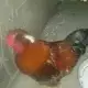 . Снимка на петли, кокошки и пилета