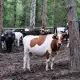 . Снимка на 100 натурално краве сирене на едро