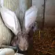 . Снимка на Елитни зайци от порода белгийски великани