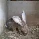 . Снимка на Елитни зайци от порода белгийски великани