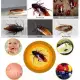 . Снимка на Хлебарки Най - добрият унищожител на хлебарки и мравки в свет