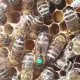 . Снимка на Качествени пчелни майки от регистриран производител по 18 ле