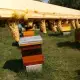 . Снимка на Пчелни Майки
