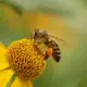 . Снимка на Пчелни Майки