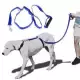 . Снимка на Instant Trainer - иновативна хуманна каишка повод за кучета