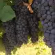 . Снимка на Продавам грозде Мерло, Памид и Брестовица