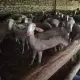 . Снимка на Продавам чистокръвен Лакон - овце и кочове
