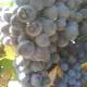 . Снимка на Продавам грозде мерло и Каберне Совиньон собствено производс