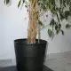 . Снимка на Ficus benjamina