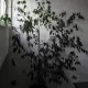 . Снимка на Ficus benjamina