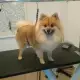 . Снимка на Подстригване на кучета, салон Куче Нинджа