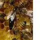 . Снимка на пчелни майки, отводки и кошери
