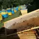. Снимка на 100 домашен натурален пчелен мед