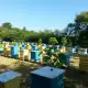 . Снимка на 100 домашен натурален пчелен мед
