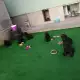 . Снимка на Продавам клубни кученца от породата Руски черен териер