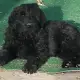 . Снимка на Продавам клубни кученца от породата Руски черен териер