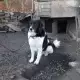 . Снимка на Каракачанско овчарско куче